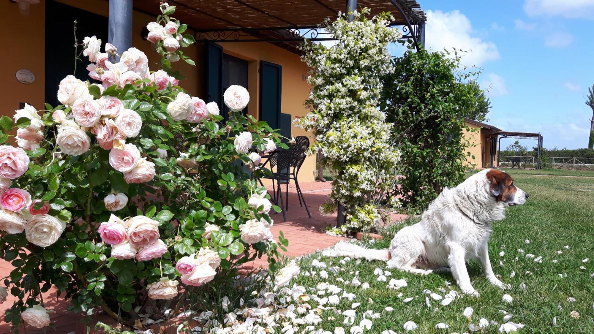 La Fattoria Di Tirrenia Lejlighedshotel Eksteriør billede